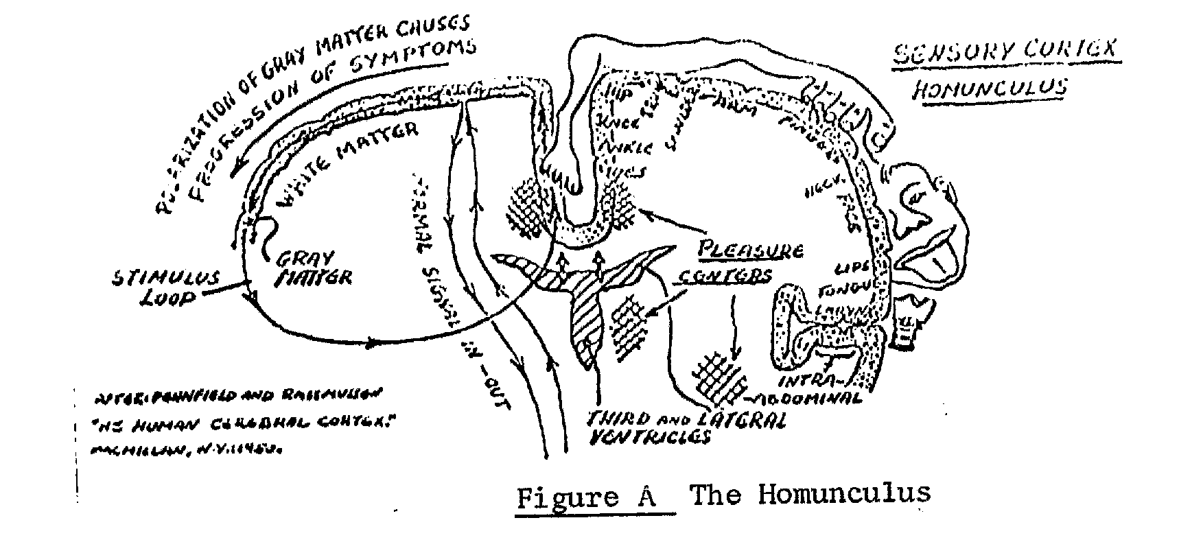 Fig A: De homunculus